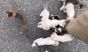 小流浪猫当街拦车，好心人出手相助，竟被13只小猫集体赖上