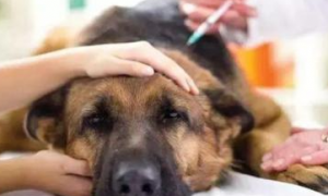 什么是犬副流感？犬副流感的症状及治疗方法