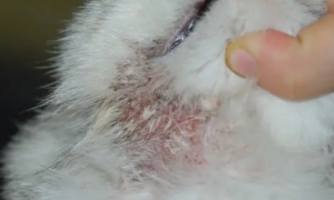 猫过敏性皮肤炎是为什么？