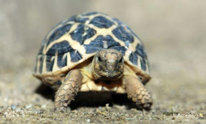 印度星龟的寿命是多久？不知道的快看