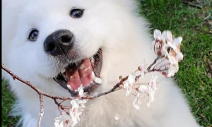 网民拿着花给狗狗照相，它却忽然张大嘴巴咬到了花，一秒变小魔鬼？