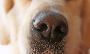 狗狗鼻子褪色，有方法减轻吗？宠物医生让你回答！