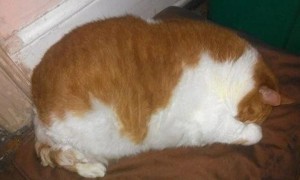 猫猫肥胖的原因以及如何减肥