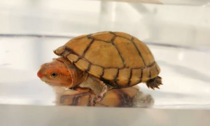 红面泥龟最容易得什么病？红面泥龟生病了怎么办？