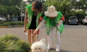 文明城区长效管理｜倡导文明养犬，志愿者在行动