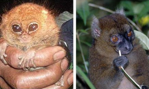 一文详解：侏儒眼镜猴有哪些特征？