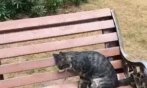 发现一只猫，在长椅上冻死了可怜的猫，愿你在喵星过得幸福