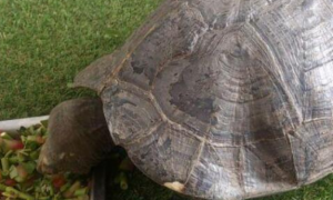 亚洲巨龟能活多少年？今天来瞧一瞧！
