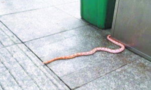 江汉路步行街惊现花蛇吓坏路人