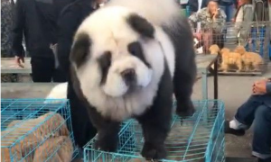 剪了新发型的松狮犬，就是一“盗版熊猫”