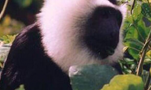 以美貌闻名的花斑疣猴，你了解多少？