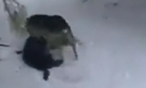 流浪小猫冻僵在雪地里痛哭，狗狗见到后，竟把它拖回了自己的窝