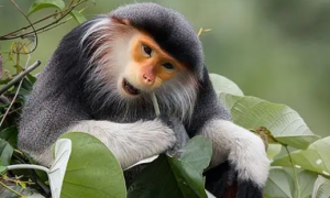 越南叶猴：中南半岛的独特灵长类动物