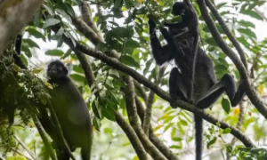 濒危野生动物印尼叶猴，心细眼尖才能看得到
