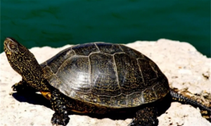 欧泽龟的生活习性是什么样的？