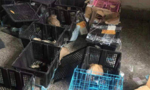 苏州再现活体宠物盲盒 30余猫狗幼崽在中通快递中转站淋雨一整夜