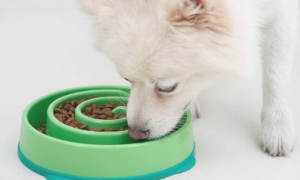 狗狗吃饭太快，非常容易出难题，六个方式 让它变得慢一点