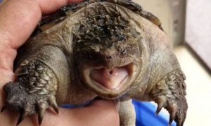 小鳄龟会咬其他乌龟吗