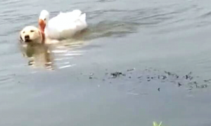 金毛看见湖里有只大鹅，马上下水游过去，后来被大鹅咬得马上逃走