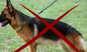 警惕：这“5种狗狗”，已经被世界各地禁养，你还在养吗？