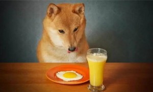 【养宠物心得分享】幼狗吃鸡蛋黄好么？
