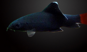 红尾黑鲨吃什么 该鱼是着名的“清扫工”