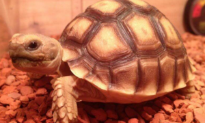 今日分享：埃及陆龟吃什么？