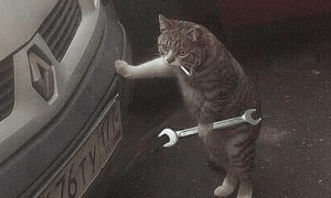 主人起床上班，发现猫咪躲在车旁鬼鬼祟祟，走近一看顿时不淡定了