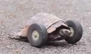 宠物龟被鼠咬断脚 机械师为其装上两个前轮
