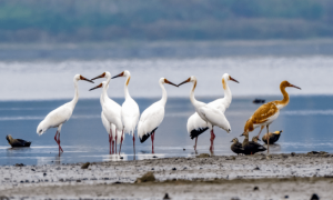 罕见！35只全球极危物种白鹤现身南湖！