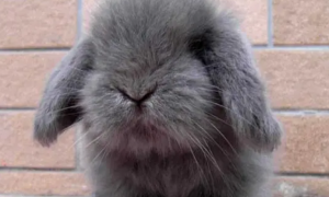 宾尼垂耳兔多少钱 一般在100-200元