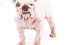 狗狗感柒皮肤疾病后，随意上打药可以了？我觉得并沒有那么简单！