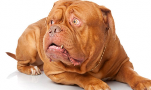 波尔多犬怎么养 是一种食肉性的犬种