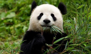 野生熊猫啃食镜头 也太可爱了吧
