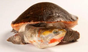 圆澳龟怎么分辨公母，了解一下