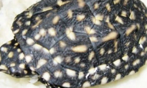 斑点龟喜欢吃什么？看完你就知道