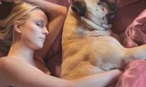狗狗为什么喜欢与人“睡觉”呢？看一下这好多个缘故就懂了