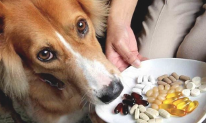 狗狗得病喂药为什么说只有用强？只需取出零食，诱使法简易更合理