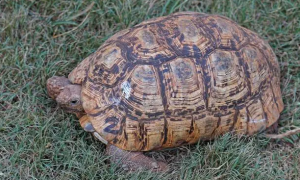 肯尼亚龟是深水龟还是浅水龟？看这里！