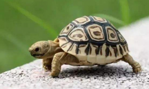 缅甸陆龟怎么分公母，缅甸陆龟性别怎么看？