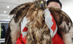 襄阳警民接力救助国家二级保护动物苍鹰