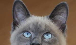 暹罗猫耳朵前面毛少，暹罗猫耳朵前面毛少正常吗？