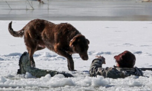 老人掉冰窟窿 爱犬忠心守护其旁直至救援到来