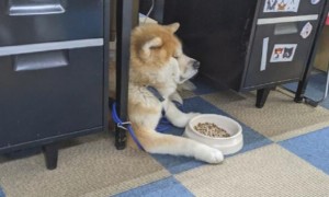 秋田犬看见碗里犬粮，一副愁眉不展的小表情