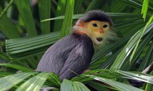 一文详解：门岛叶猴是什么动物？