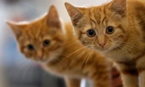 奥地利小镇悬案 启动调查52只猫失踪