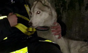 美国消防员为狗狗做人工呼吸 宠物终获救