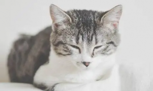 猫会像人一样患上哮喘吗？