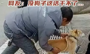 狗被放下水道帮工人引线，网友：给工钱不？