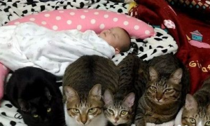 主人洗完奶瓶出来 猫咪排成一列守护着小宝宝